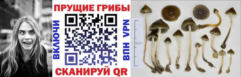 Галлюциногенные грибы Magic Shrooms  Ветлуга 
